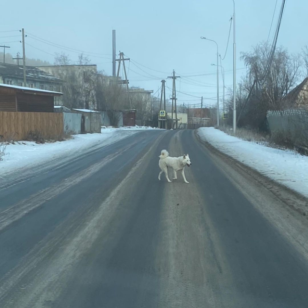 "На женщину в Мархе напали не собаки, а мужчина"