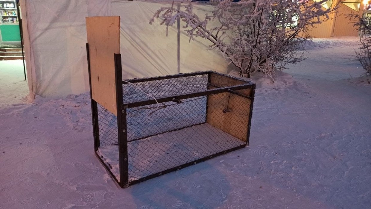 В Якутске женщина с кувалдой сломала ловушку для собак