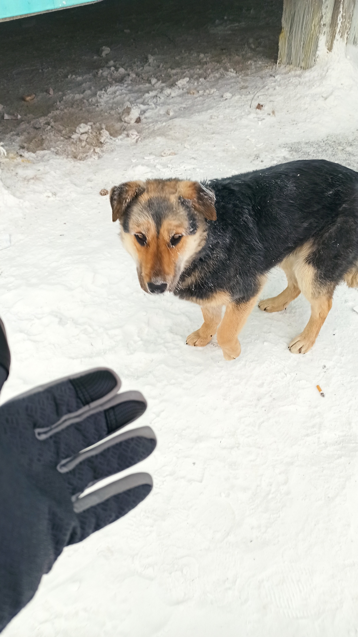 Департамент ветеринарии Якутии не контролировал исполнение муниципалитетами законодательства об ответственном обращении с животными