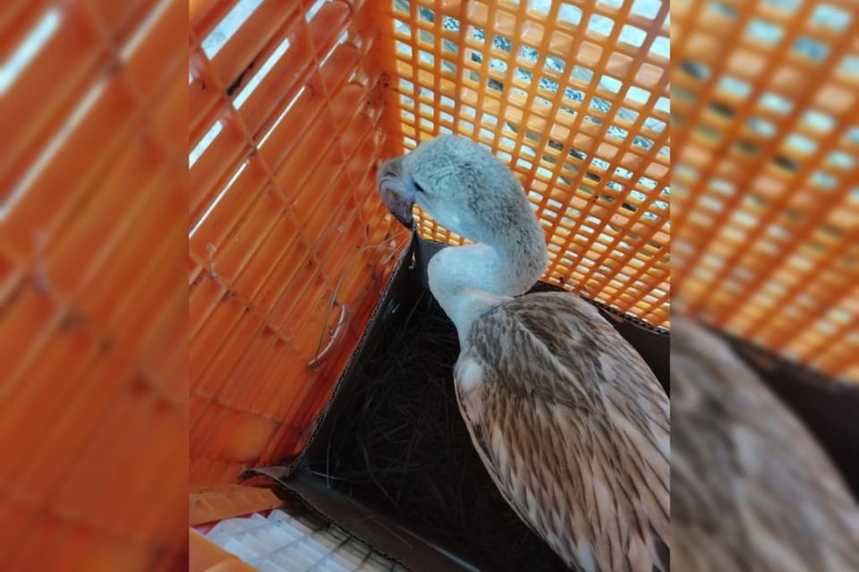 Фламинго Гриша бизнес-классом летит в Красноярск на постоянное место проживания