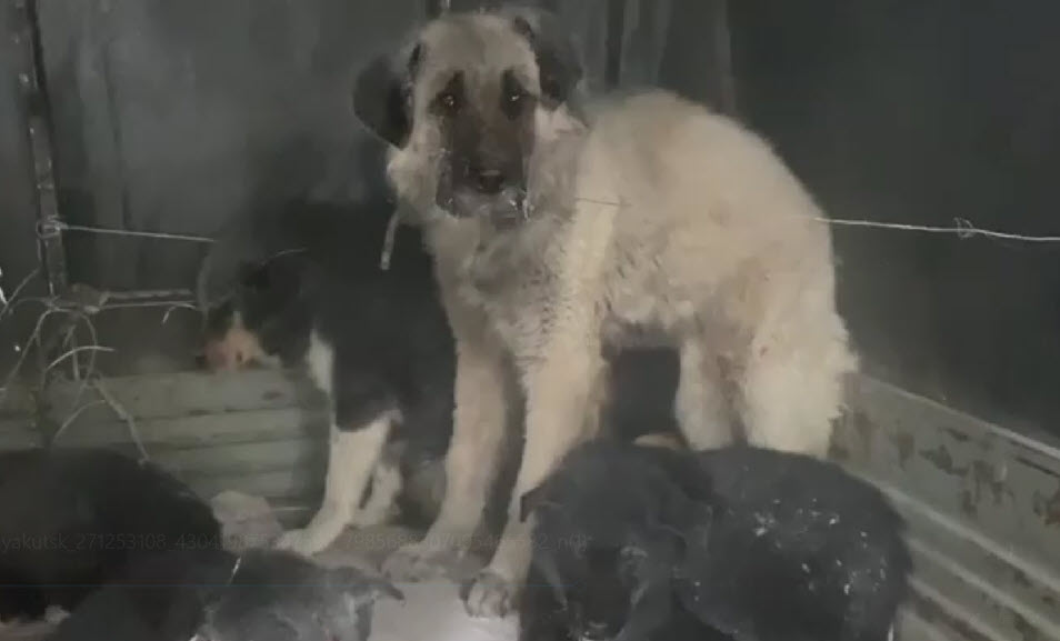 В районе АГАТУ отловили 8 собак (видео)