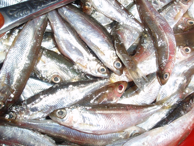Ртуть и мышьяк выявлены в пробах рыб, добытых в Якутии