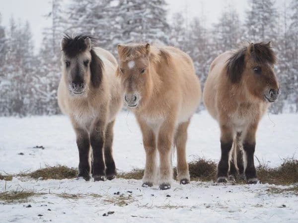 В Минсельхозе Якутии обсудили ход  зимовки скота и лошадей