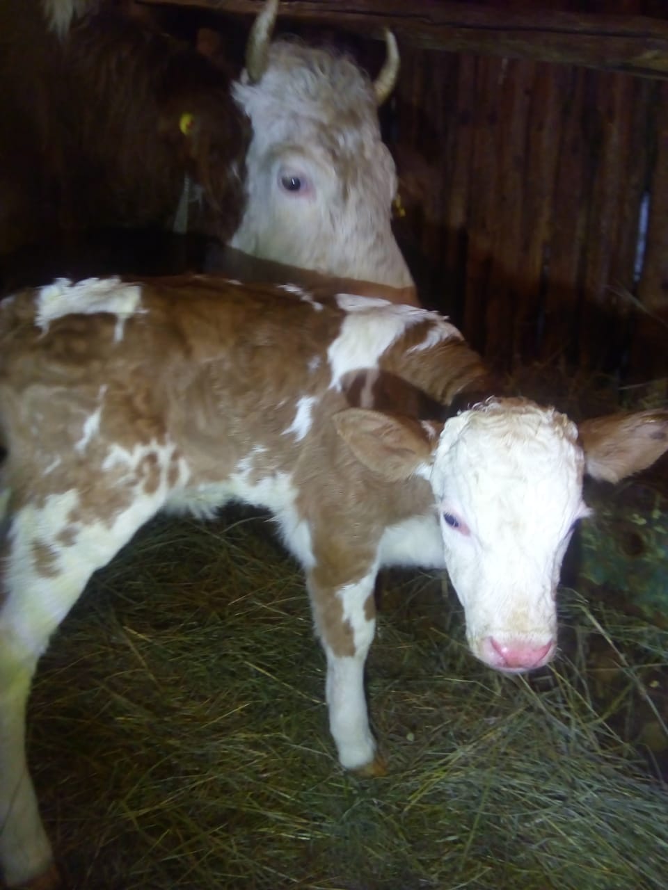 В Якутии корова по кличке Олимпиада родила теленка, которого назвали Пекин