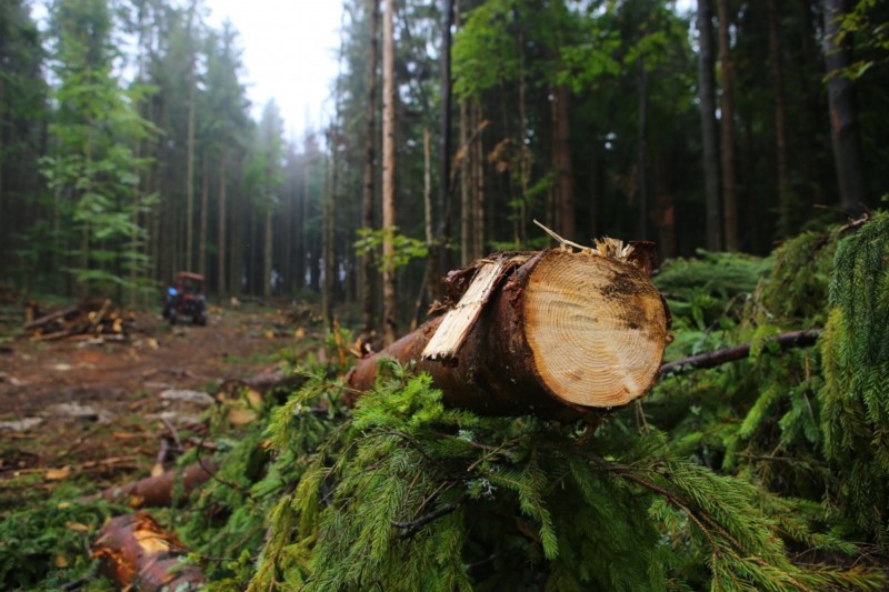 Иркутский предприниматель, занимающийся вырубкой леса, снова в Якутии?