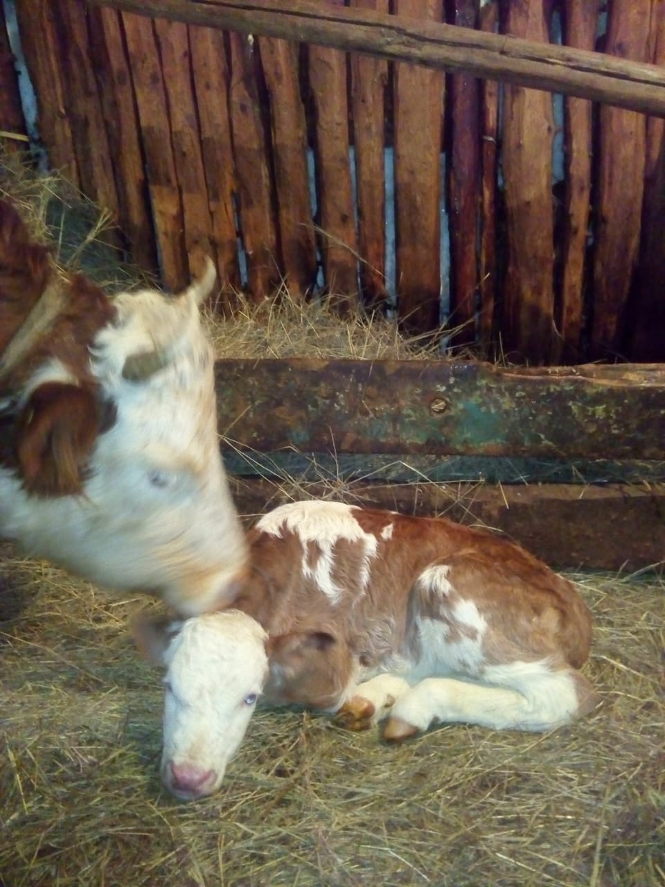 Вчера в Якутии корова по кличке Олимпиада принесла телёнка, которого назвали Пекин