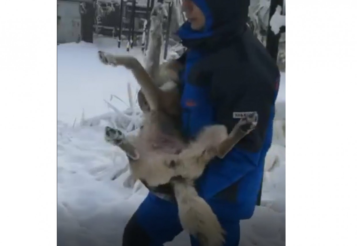 Полиция Якутска взяла объяснения у липецких волонтеров и женщины, кормившей в парке собак
