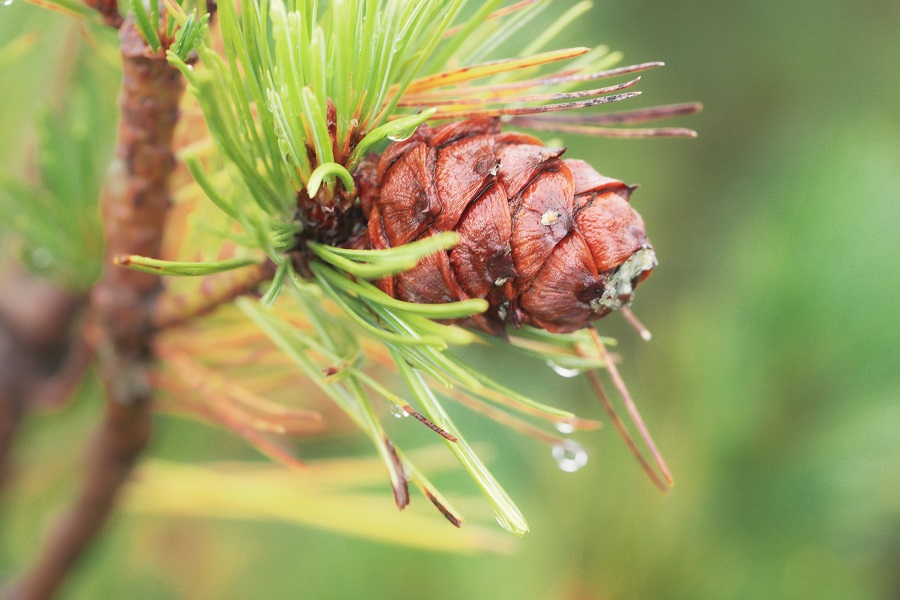 Nordgold завершил программу мониторинга биоразнообразия в районе кластера Гросс в Якутии