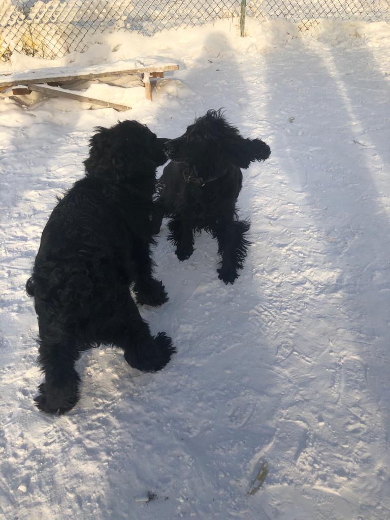 В Якутске продолжаются рейды по регистрации домашних собак