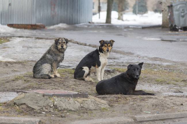 Прокуратура: Бездействие мэрии Якутска по организации работы с бездомными животными признано незаконным