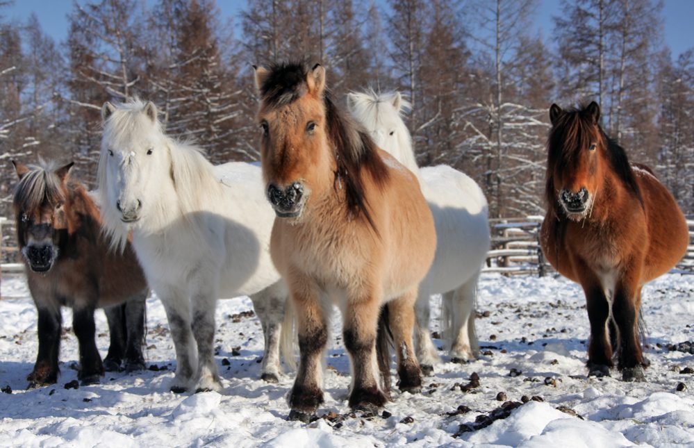 В четырёх районах Якутии появятся конные заводы по разведению якутской породы лошадей