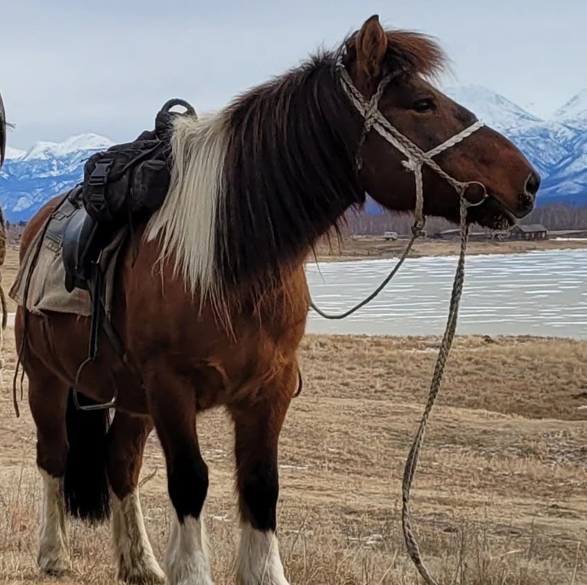 У оймяконских всадников погибла лошадь