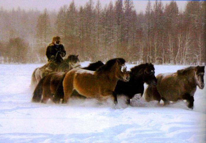 18 коневодческих хозяйств Якутии получат по 3 миллиона рублей