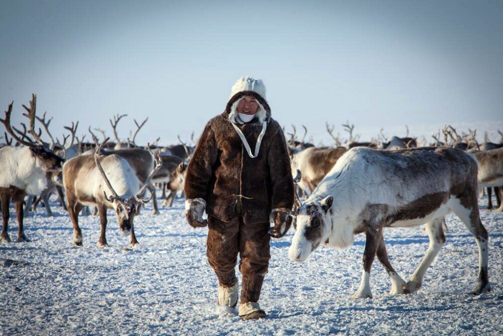 В Якутии увеличат субсидию на поголовье оленей