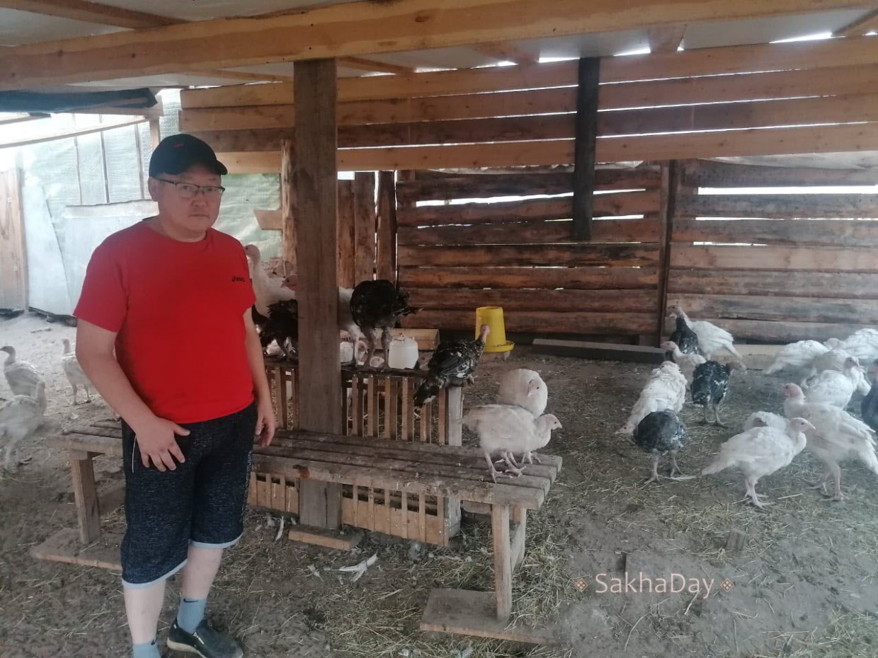 "За якутское лето можно полностью обеспечить себя мясом", - ученый и фермер Степан Ильин рассказал о разведении индюков в Якутии