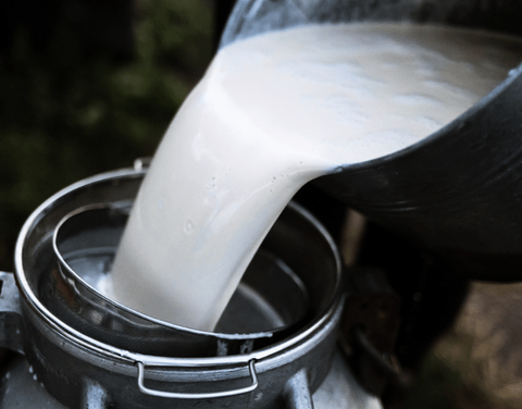 В Якутии в число хозяйств, сдающих молоко, включены сельхозкооперативы, имеющие собственное поголовье КРС