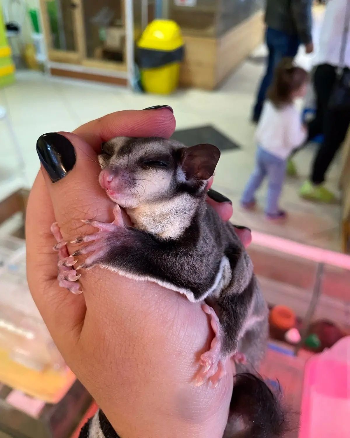 Экзотичное животное, украденное злоумышленниками в зоопарке Якутска, нашлось