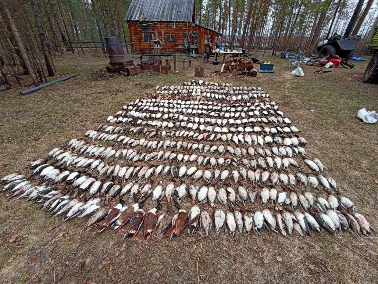 В Якутии браконьеры опубликовали в соцсетях фото уток, занесенных в Красную книгу