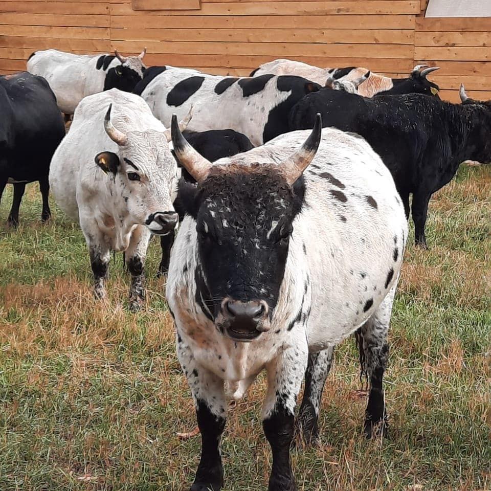 В Намском районе Якутии готовится к открытию научный центр репродукции генофонда якутского скота