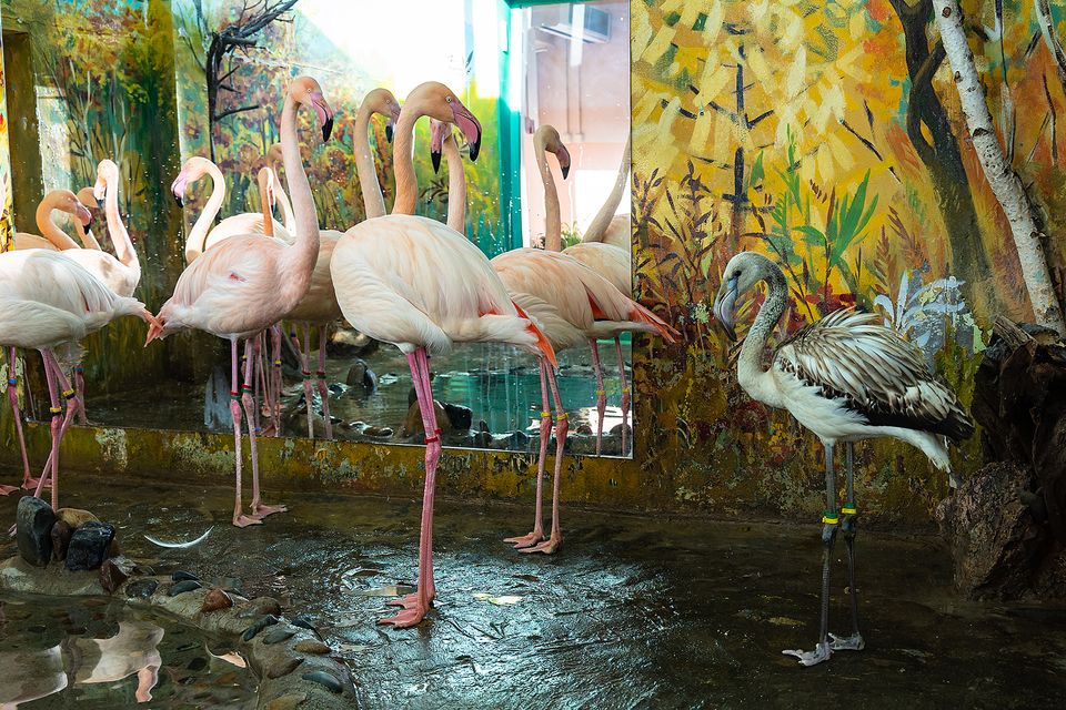 Фламинго Гриша из Якутии полностью адаптировался в красноярском парке флоры и фауны