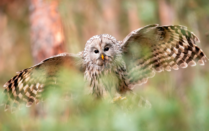 Nordgold запустил новый научно-популярный онлайн проект о биоразнообразии