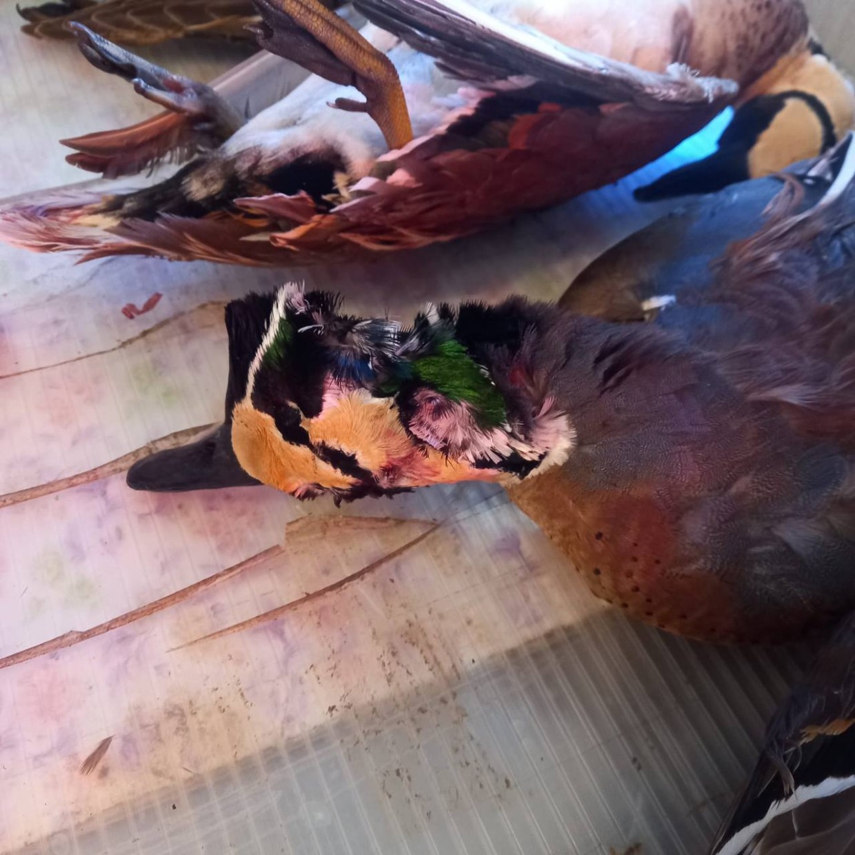 На Крестьянском рынке продавали уток, занесенных в Красную книгу