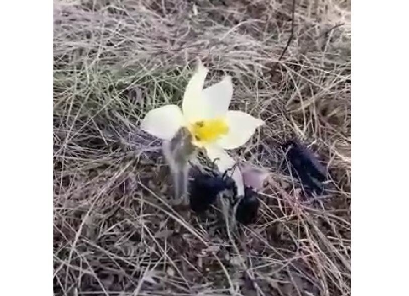 "Эти жуки поедают подснежники и ездят друг на друге!". В окрестностях Якутска обнаружили толстых жуков неизвестного вида
