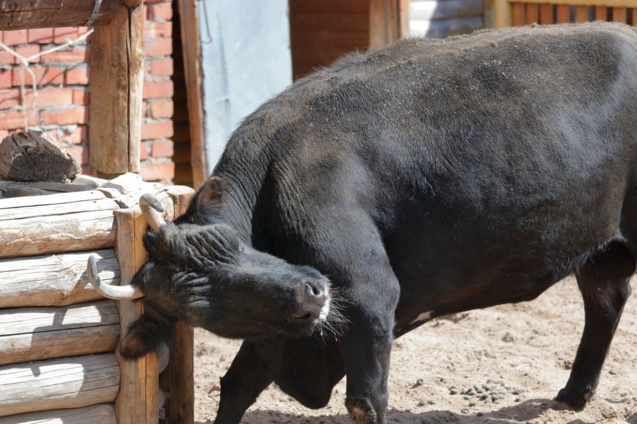 В Ленинградском зоопарке рассказали об укрощении строптивой якутской коровы Сахаи