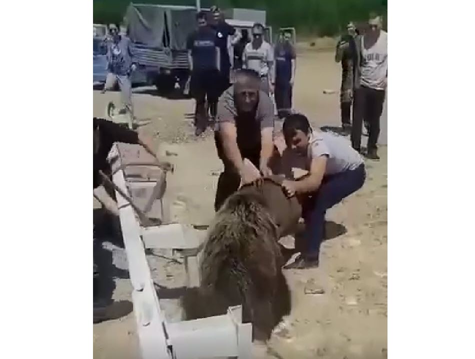 "Спасибо прекрасным людям из Якутии!". Бурматов похвалил якутян за спасение медвежонка (видео)