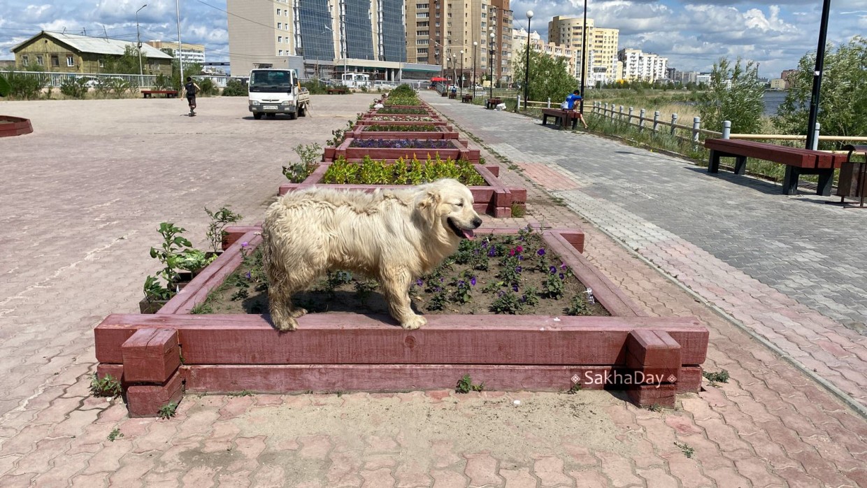 Озеленитель Захаров рассказал, почему посадил помидоры и перцы в сквере Матери в Якутске