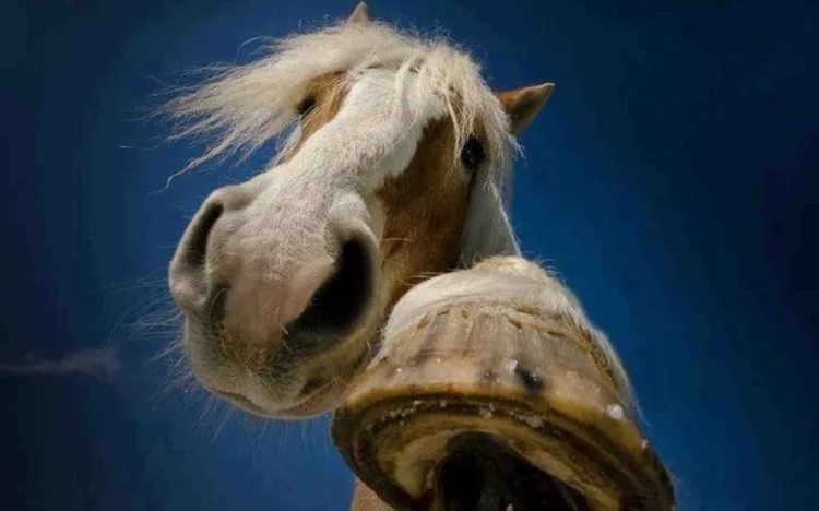 В Якутии от удара лошади погиб трехлетний мальчик