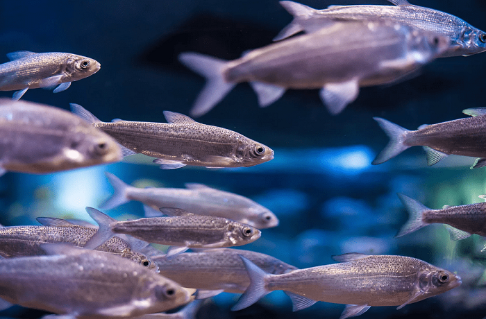 Рудники кластера Гросс вновь выпустили более 700 тыс. мальков пеляди в реки Якутии