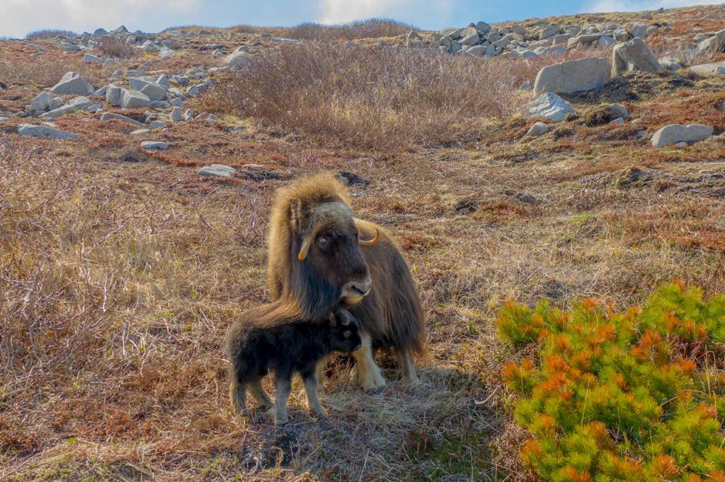 У якутских овцебыков, завезенных в Магаданскую область, пополнение