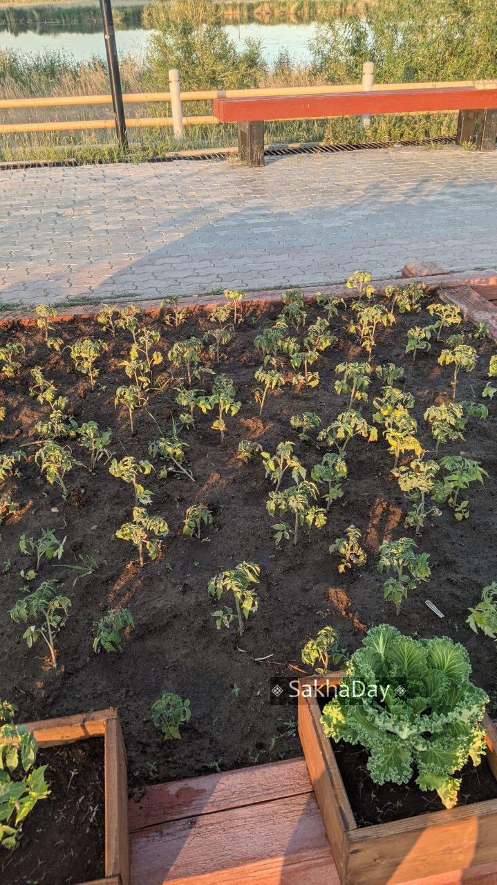 Фотофакт: В сквере Матери посадили помидоры, кабачки и перцы