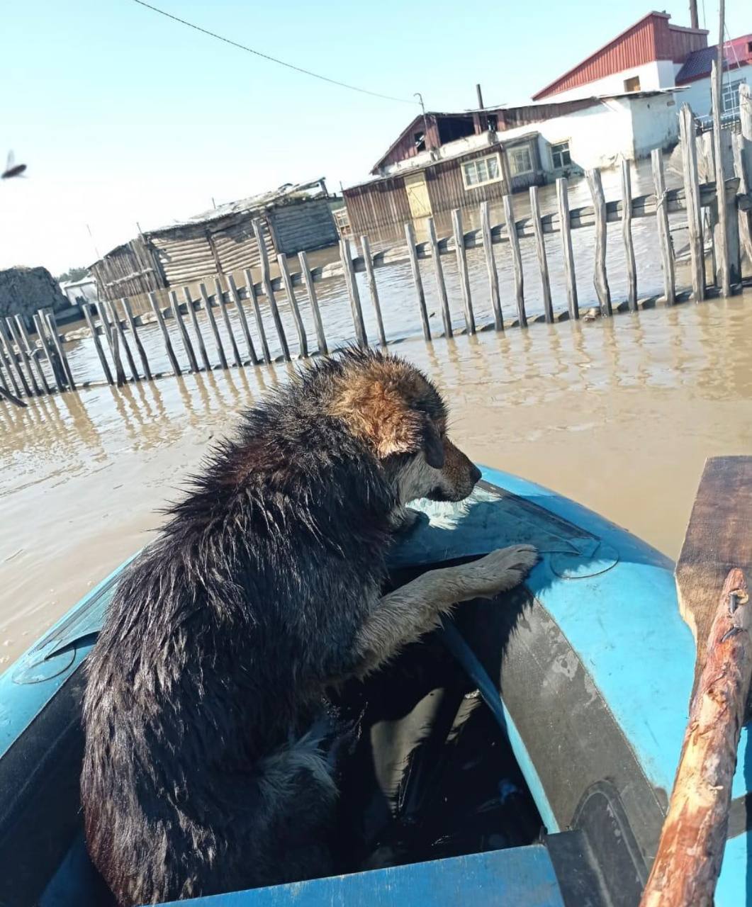 В затопленном поселке Якутии спасли застрявшую в заборе собаку