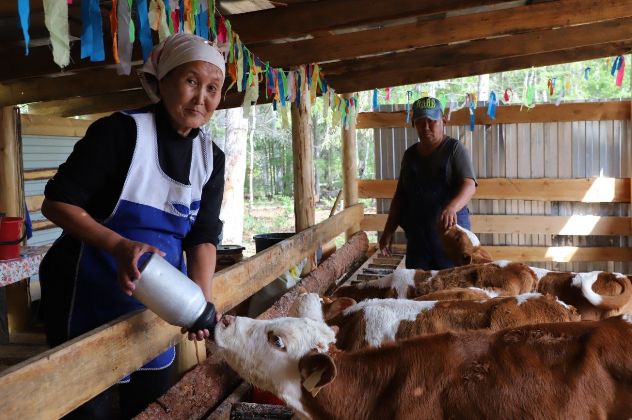 Как попасть в Программу финансового оздоровления скотоводческих хозяйств?