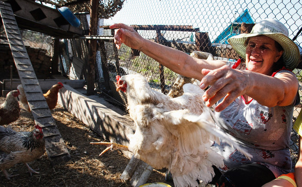 Россиянам разрешили разводить кур и кроликов на дачах