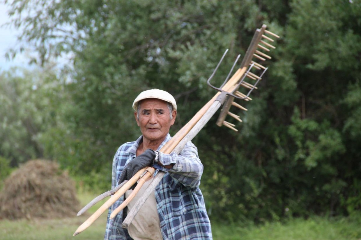 Кормозаготовительная кампания в Якутии начнется с первых чисел июля