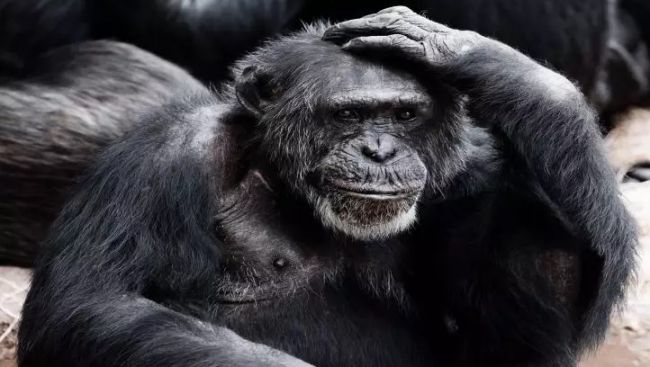 Из-за оспы обезьян объявлена чрезвычайная ситуация