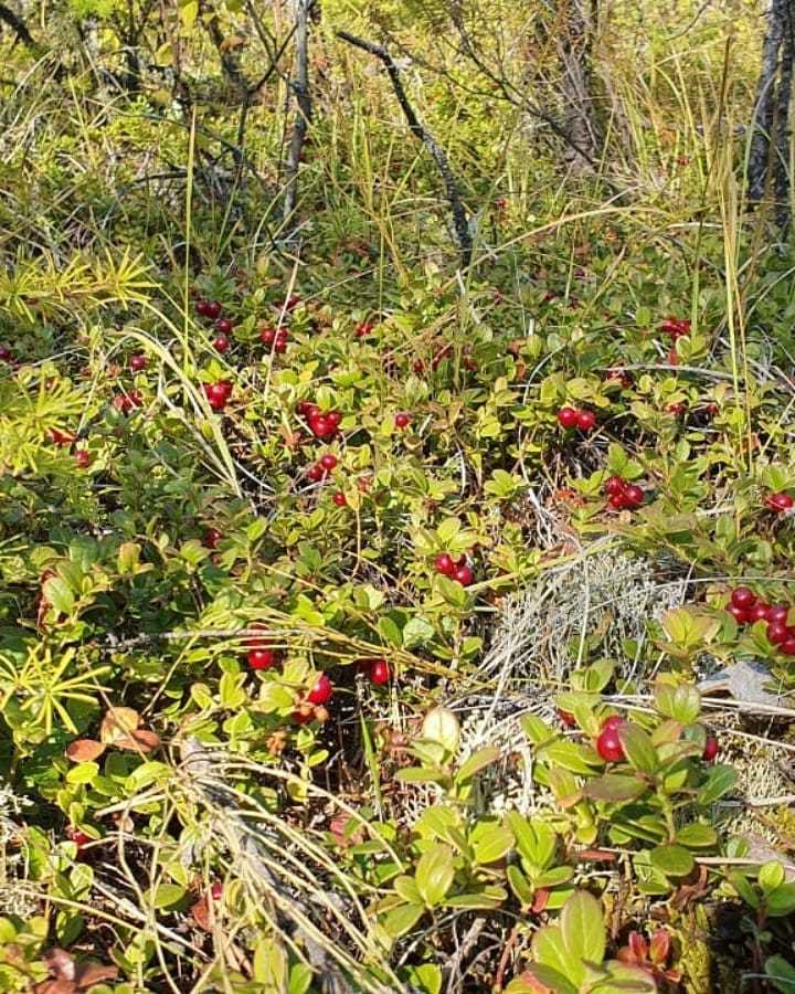 В Якутии установлены сроки сбора ягод и плодов