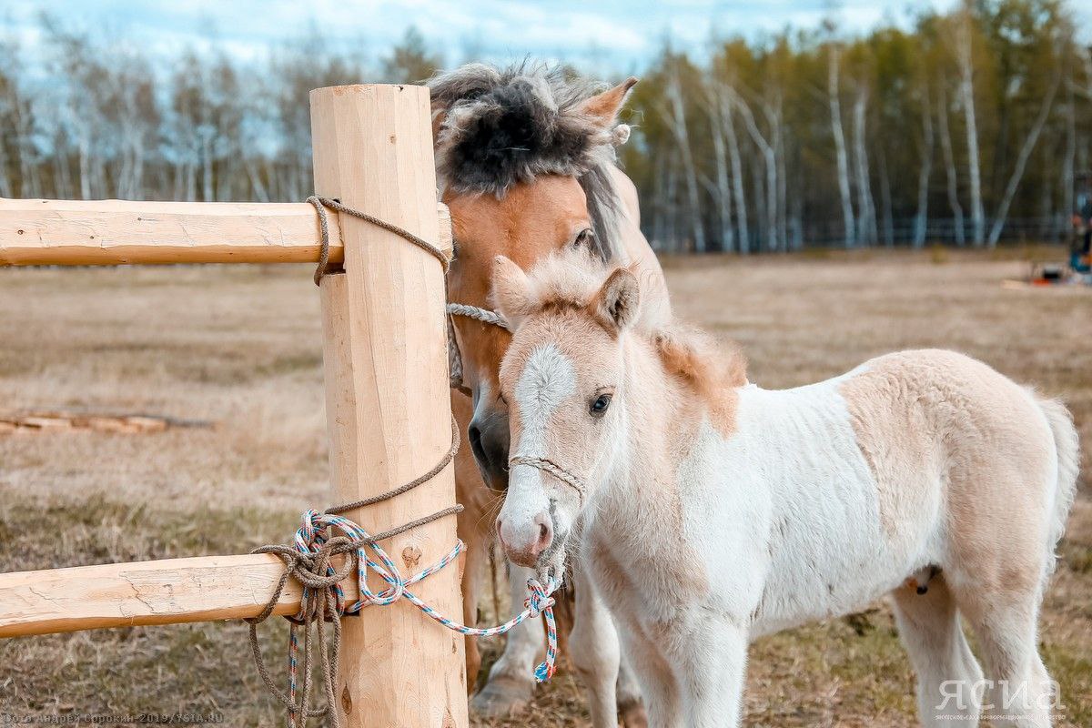 В Якутии к новому сезону готовятся 355 сайылыков