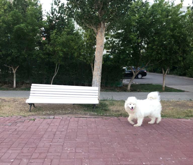 За выброшенных на улицу домашних животных вводится штраф до 30 тысяч рублей