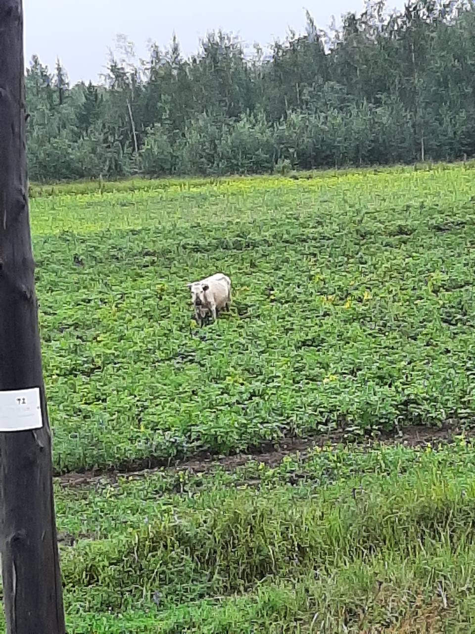 Единственная корова в Сангаре пустилась во все тяжкие
