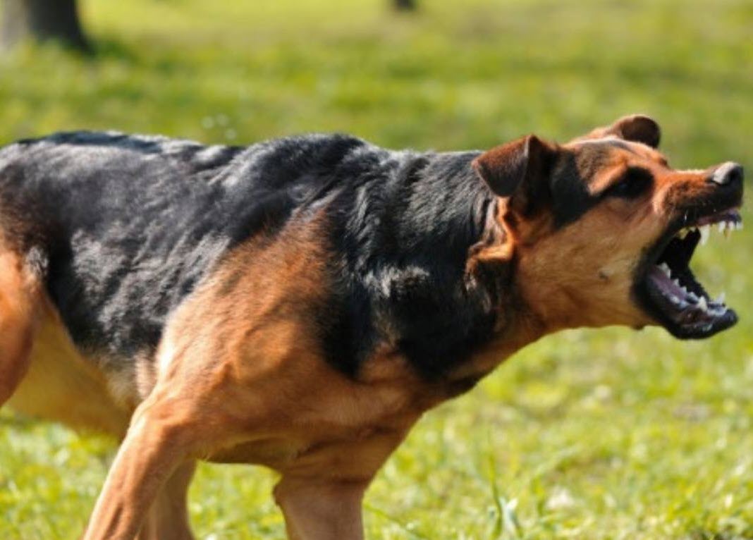 В Якутске хозяйская собака покусала ребенка