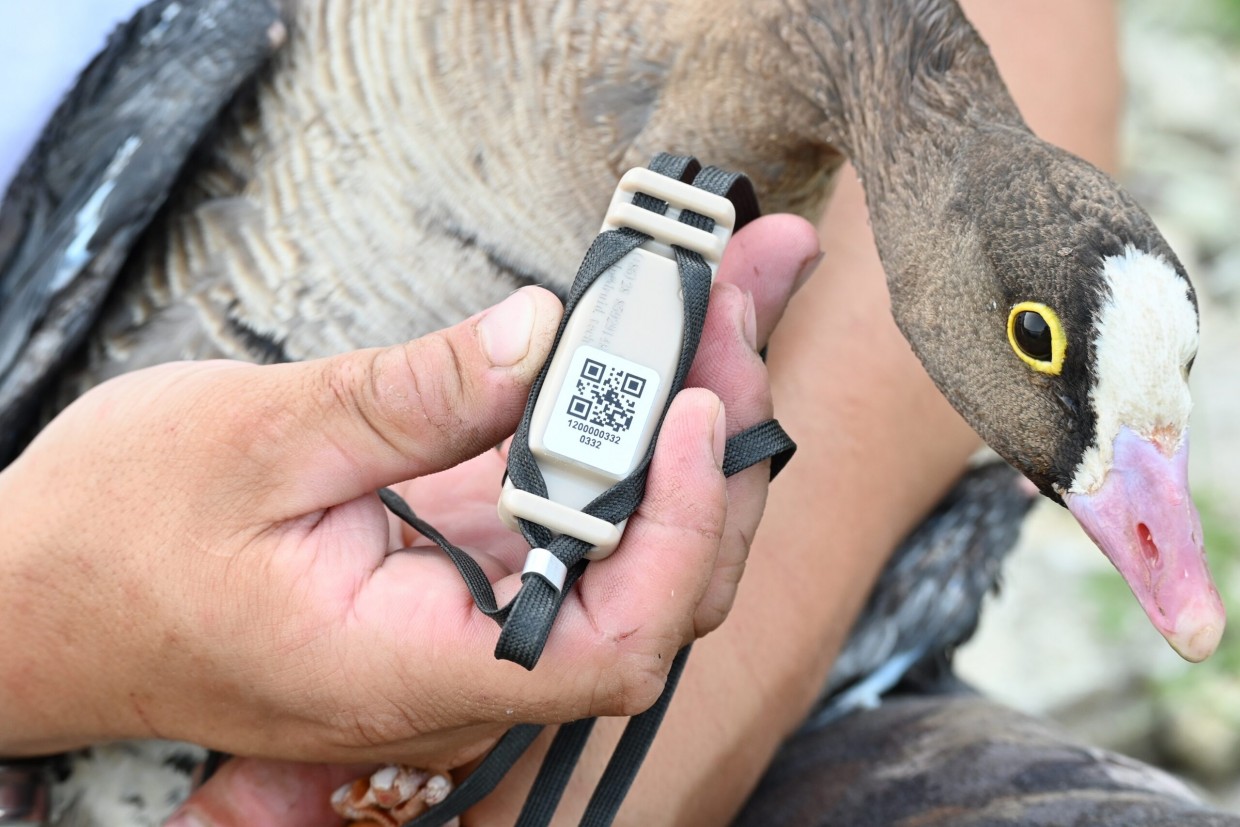При поддержке АЛРОСА ученые подвели итоги мониторинга популяции гуся пискульки