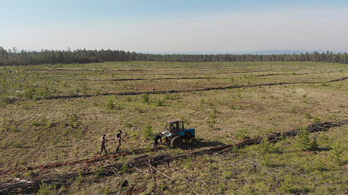 Золотодобывающий кластер Гросс восстановит более 100 га леса в Якутии в 2022 году