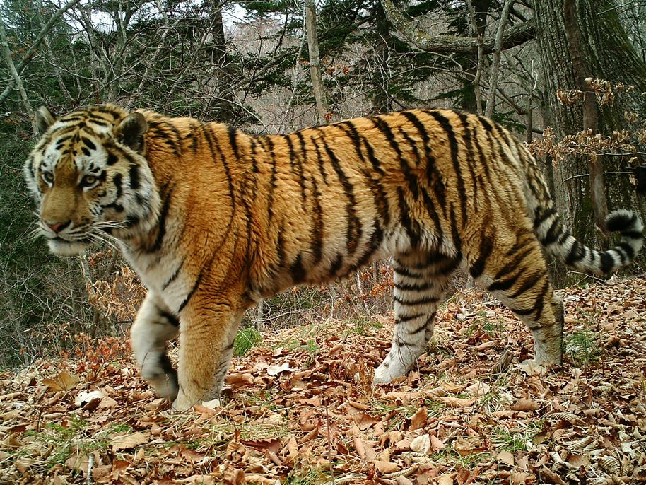 В Якутии полиция проверяет слухи о тигре, пугающем якутян в лесу