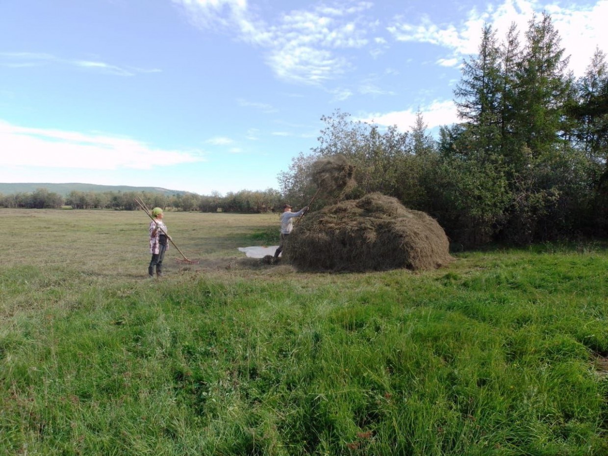 В Якутии выполнено 88% от плана заготовки сена