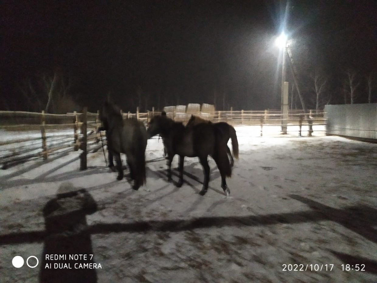 Пять лошадей ждут своих владельцев в пункте передержки сельскохозяйственных животных