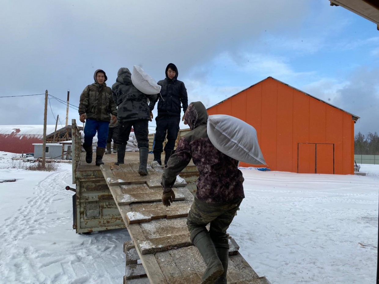 В Якутии принимаются все меры для устойчивой зимовки скота и лошадей